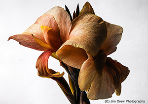 Orange Lily